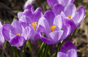 Presenting photo collection Crocuses